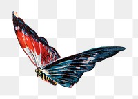 Colorful butterfly png animal, transparent background. Remixed by rawpixel.