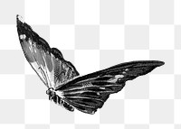 Butterfly monotone png animal, transparent background. Remixed by rawpixel.