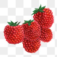 PNG raspberry fruit, vintage illustration, transparent background