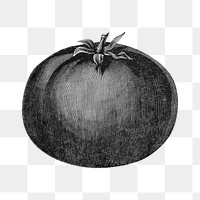 Tomato png vintage illustration, transparent background. Remixed by rawpixel. 