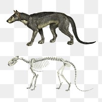 Png Restoration and skeleton of Daphoenodon superbus collage element, transparent background