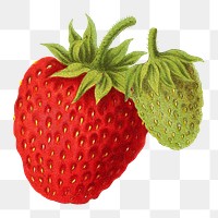 PNG vintage strawberries illustration, transparent background. Remixed from our own original 1879 edition of Nederlandsche Flora en Pomona. 