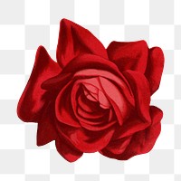 PNG red rose flower, vintage illustration, transparent background