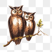 PNG Vintage owls, animal bird illustration, transparent background. Remixed by rawpixel.