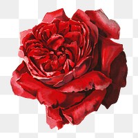 PNG Red rose, vintage flower illustration, transparent background. Remixed by rawpixel.