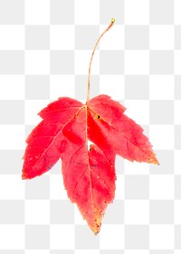 Maple leaf png sticker, Autumn aesthetic, transparent background