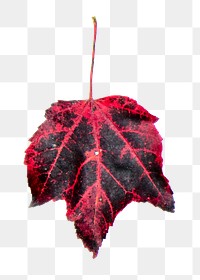 Maple leaf png sticker, Autumn aesthetic, transparent background