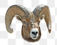 Big horn sheep png animal, transparent background