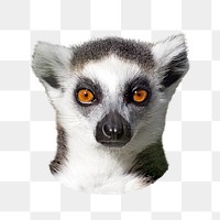 Ring-tailed lemur png animal, transparent background