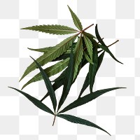 Medical marijuana png sticker, transparent background