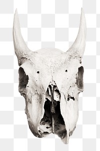 Animal skull png, transparent background