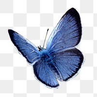 Vintage blue butterfly illustration png sticker, transparent background
