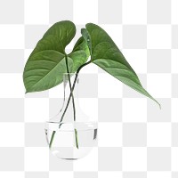 PNG leaves in glass jar, collage element, transparent background