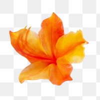 Native azalea flower png, transparent background