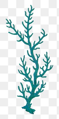 Coral png sticker, transparent background