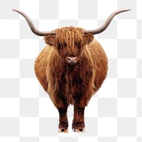 PNG Closeup of hairy Scottish Highland Cattle, collage element, transparent background