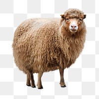 Brown sheep png sticker, farm animal, transparent background