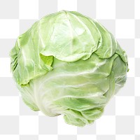 Cabbage vegetable png, transparent background