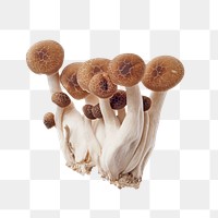 Shimeji mushroom png, transparent background