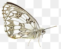 Butterfly animal png sticker, transparent background