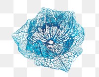 Blue flower png sticker, transparent background