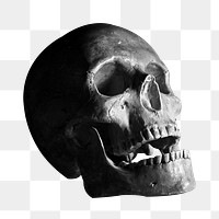 Human skull png Halloween sticker, transparent background