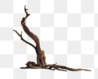 Leafless tree png, transparent background