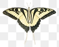 Swallowtail butterfly png sticker, vintage animal illustration transparent background. Remixed by rawpixel.