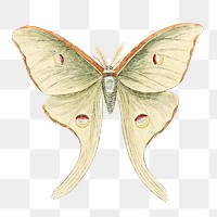 Png Four-eye'd Night Butterfly  sticker, vintage animal illustration transparent background. Remixed by rawpixel.