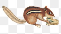 Ground Squirrel png sticker, vintage animal illustration transparent background. Remixed by rawpixel.