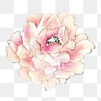 Vintage pink rose png illustration sticker, transparent background. Remixed by rawpixel.