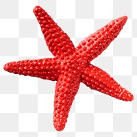 Starfish png, transparent background