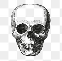 Skull png sticker, vintage illustration, transparent background