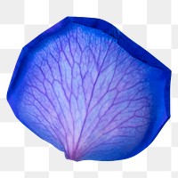 Blue flower petal png element, transparent background