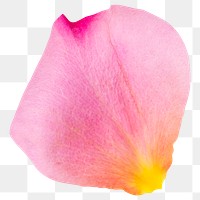 Pink flower petal png element, transparent background