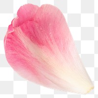 Pink flower petal png element, transparent background