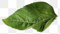 Leaf png, transparent background