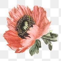 Flower illustration png, aesthetic element, transparent background