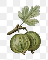 Gooseberry png vintage illustration, fruit element, transparent background