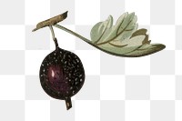 Gooseberry png vintage illustration, fruit element, transparent background