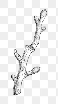 Wood branch png vintage illustration, black and white design on transparent background