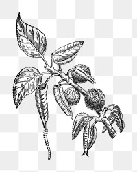 Plant png vintage illustration, fruit element on transparent background