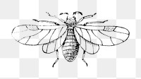 Insect png vintage illustration, transparent background