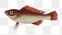 Png fish vintage illustration, transparent background