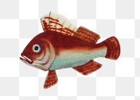 Png fish vintage illustration, transparent background