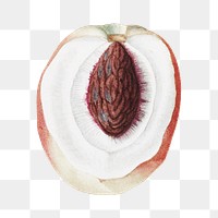 Peach png vintage illustration, transparent background