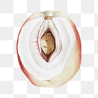 Peach png vintage illustration, transparent background