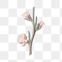 Peach png vintage illustration, transparent background