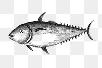 Atlantic bluefin tuna png sticker, fish vintage illustration, transparent background