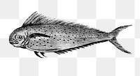 Pompano dolphinfish png sticker, fish vintage illustration, transparent background